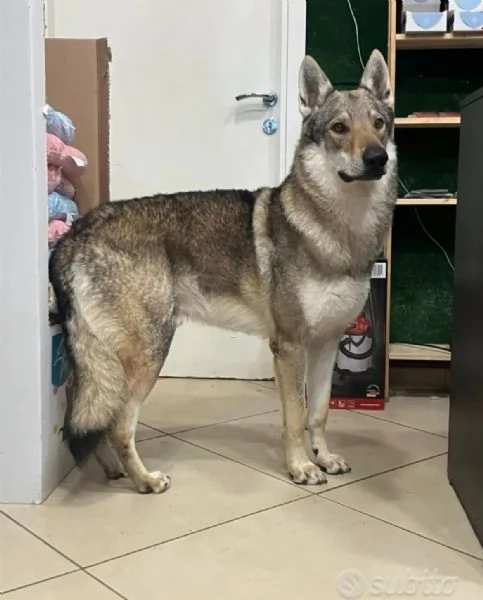 Cane lupo cecoslovacco | Foto 0