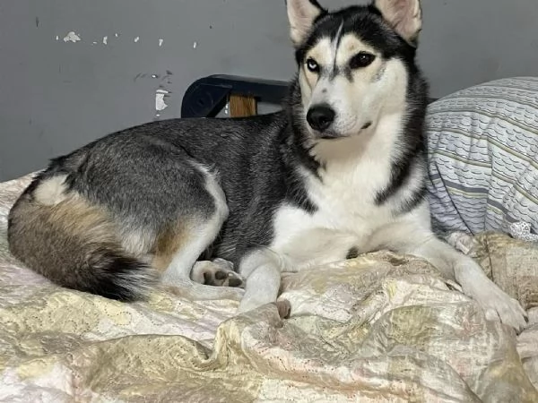 Siberian Husky  | Foto 1