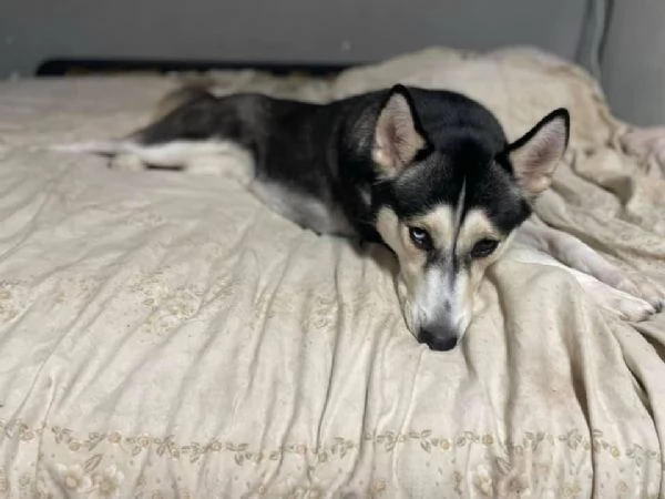 Siberian Husky  | Foto 0