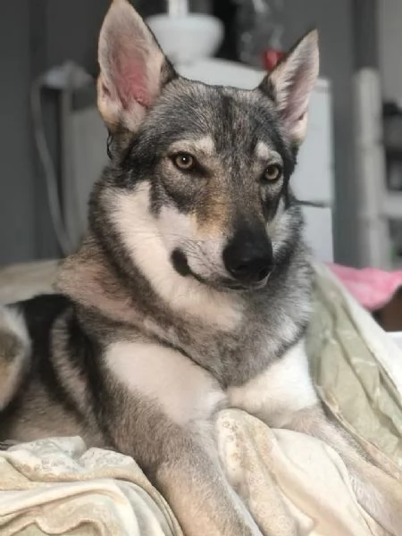 Cane lupo cecoslovacco 