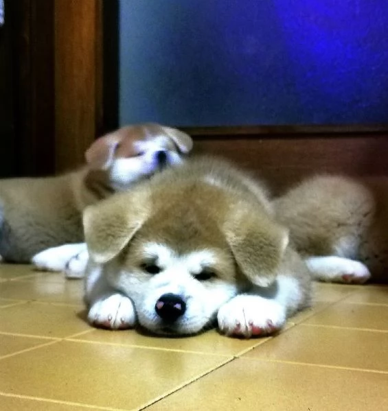 Akita inu 4 maschi e 3 femmine  | Foto 3