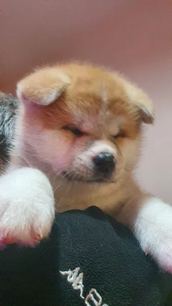 Akita inu 4 maschi e 3 femmine  | Foto 2