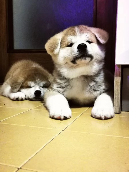 Akita inu 4 maschi e 3 femmine 