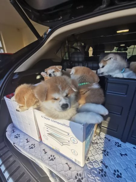 Akita inu 4 maschi e 3 femmine  | Foto 1