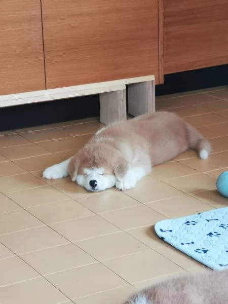 Akita inu 4 maschi e 3 femmine  | Foto 0