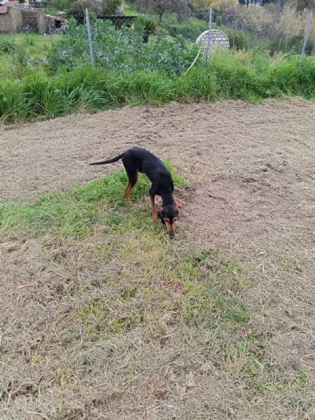 NINO HA BISOGNO DI ADOZIONE 