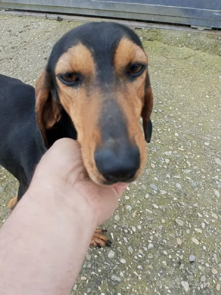 NINO HA BISOGNO DI ADOZIONE  | Foto 2