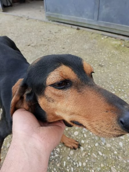 NINO HA BISOGNO DI ADOZIONE  | Foto 1