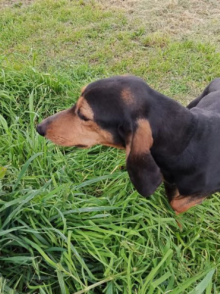 NINO HA BISOGNO DI ADOZIONE  | Foto 0