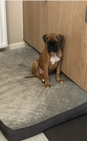  Cuccioli Boxer disponibili | Foto 0