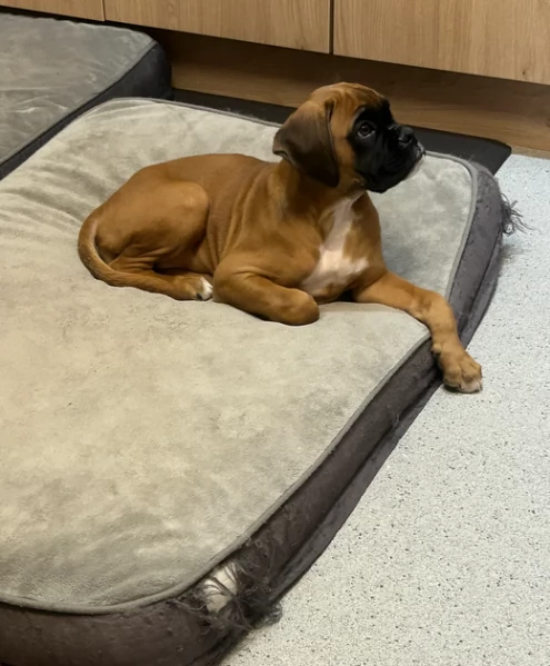  Cuccioli Boxer disponibili