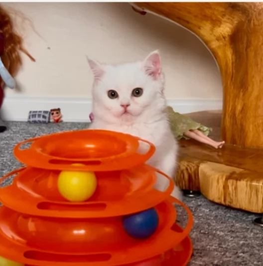 Gattini Munchkin di 12 settimane per l'adozione