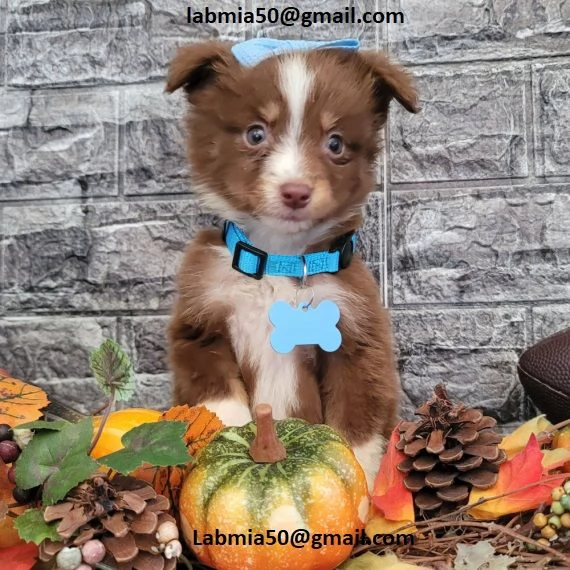 Regalo Cuccioli pitbull Disponibili bellissimi cuccioli di pitbull, genitori visibili, i cuccioli so