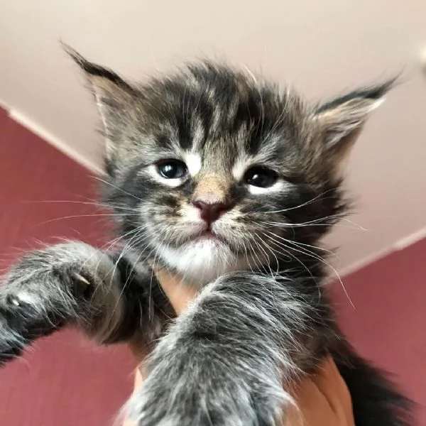 Disponibili simpatici gatti del Mainecoon