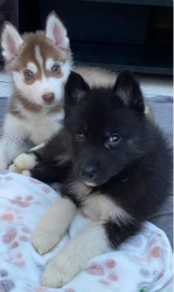 3 CUCCIOLI DI SIBERIAN HUSKY ALLEVATI CON AMORE per adozione  | Foto 1