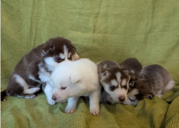 3 CUCCIOLI DI SIBERIAN HUSKY ALLEVATI CON AMORE per adozione 