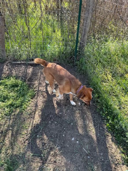Dolce cagnolina | Foto 4