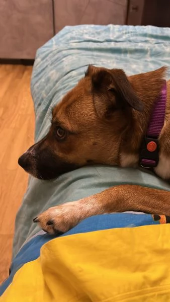 Dolce cagnolina | Foto 3