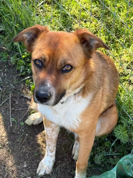 Dolce cagnolina | Foto 2