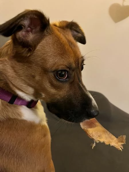 Dolce cagnolina | Foto 1