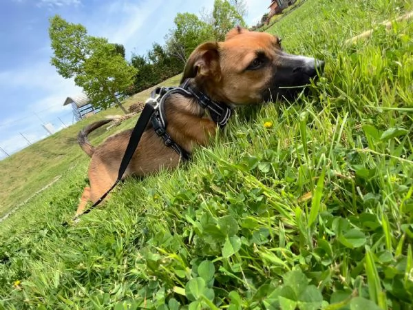 Dolce cagnolina | Foto 0