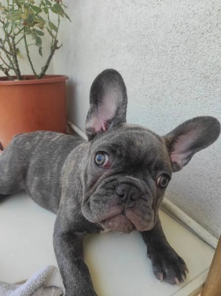 Bulldogue Francese | Foto 1