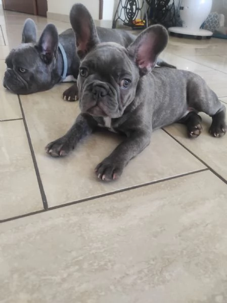 Bulldogue Francese | Foto 0