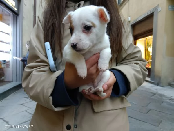 Cucciolo Jack Russel 