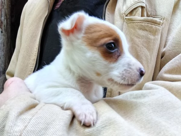 Cucciolo Jack Russel  | Foto 0