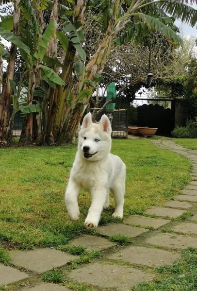 cuccioli siberian husky 