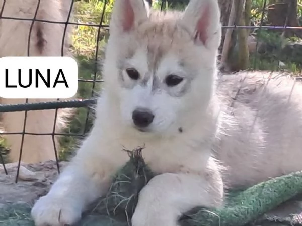 cuccioli siberian husky  | Foto 2