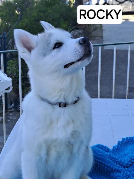 cuccioli siberian husky  | Foto 1