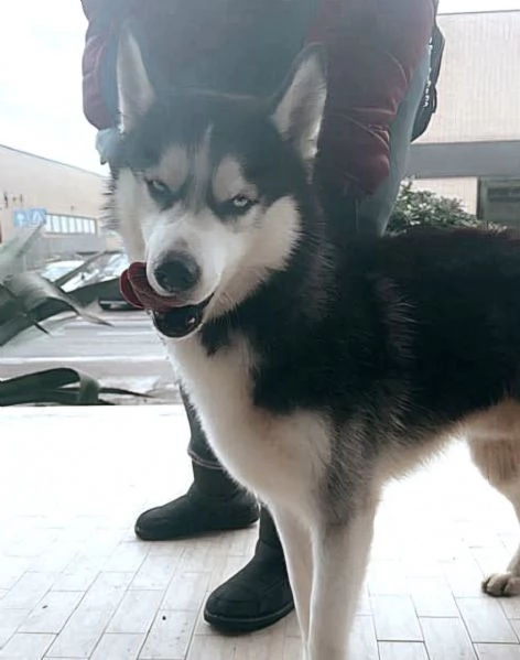 Cucciolone Syberian Husky (Pedigree) | Foto 0