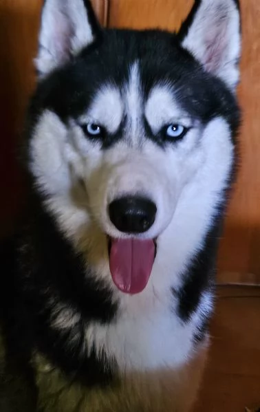 Cucciolone Syberian Husky (Pedigree)