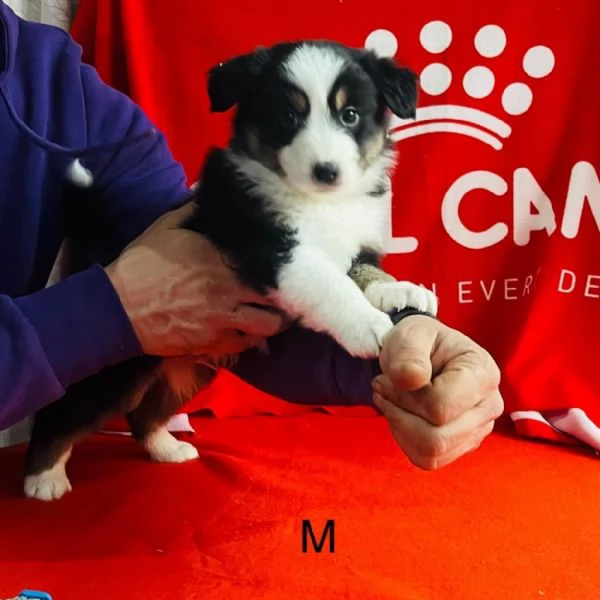 Pastore australiano  | Foto 3