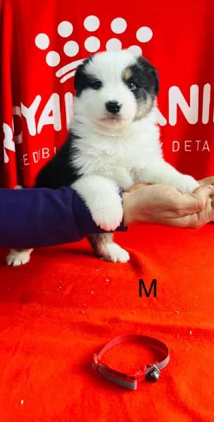 Pastore australiano  | Foto 2