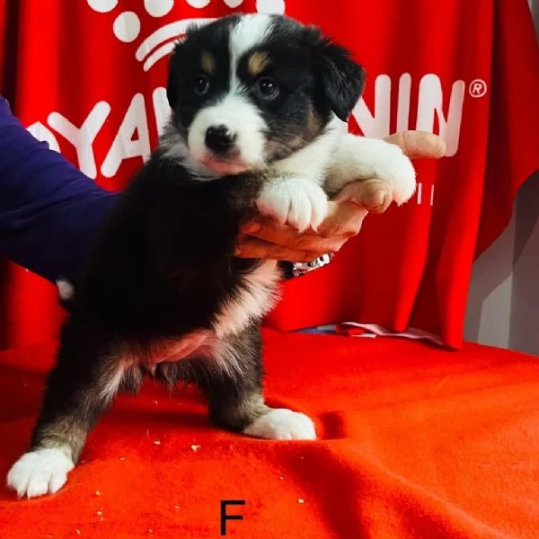 Pastore australiano  | Foto 1