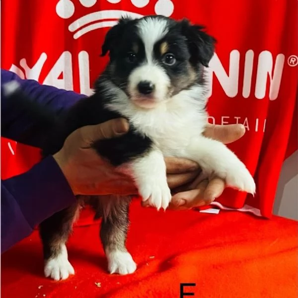 Pastore australiano  | Foto 0