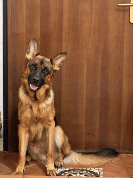 Pastore Tedesco Maschio cerca fidanzata per accoppiamento