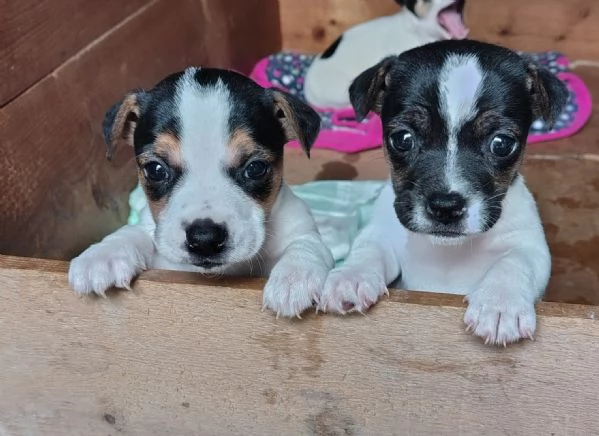 Cucciole jack russel 