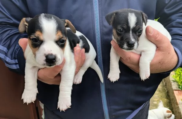 Cucciole jack russel  | Foto 0
