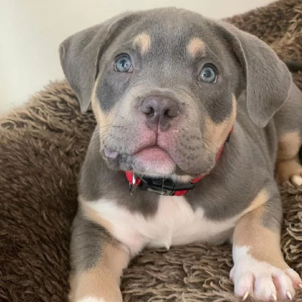  pitbull amstaff in vendita