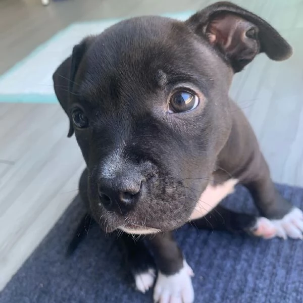 pitbull grigio in vendita