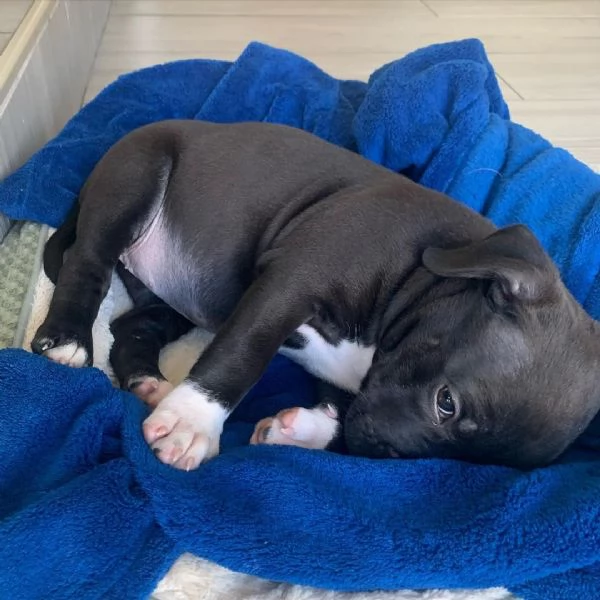 american pitbull terrier in vendita | Foto 2