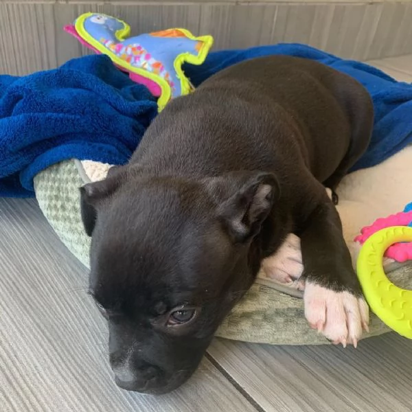 american pitbull terrier in vendita | Foto 0