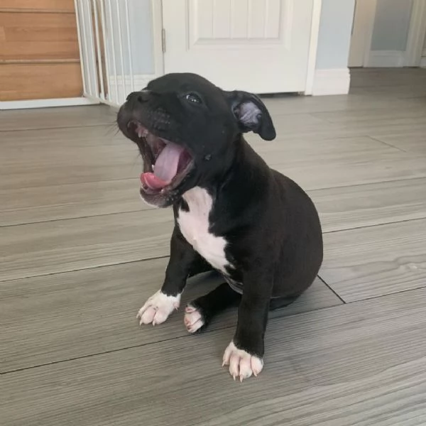american pitbull terrier in vendita