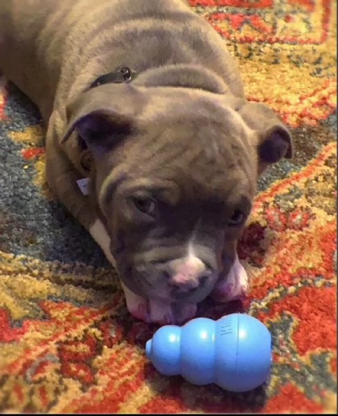 pitbull xxl vendita | Foto 0