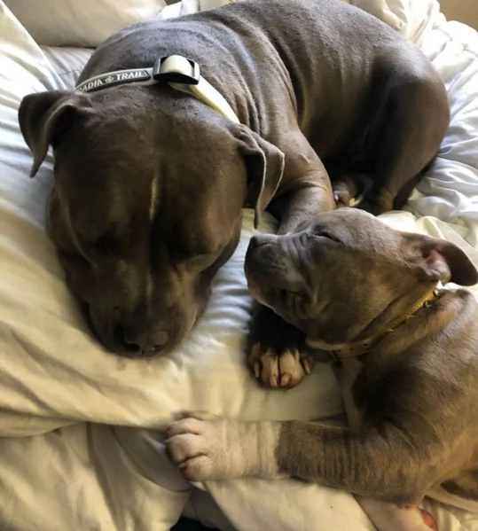 pitbull ukc vendita | Foto 1