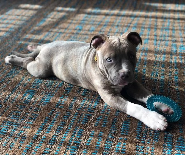 pitbull merle vendita | Foto 1