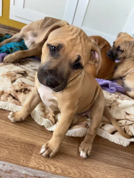 Cuccioli american pitbull terrier 